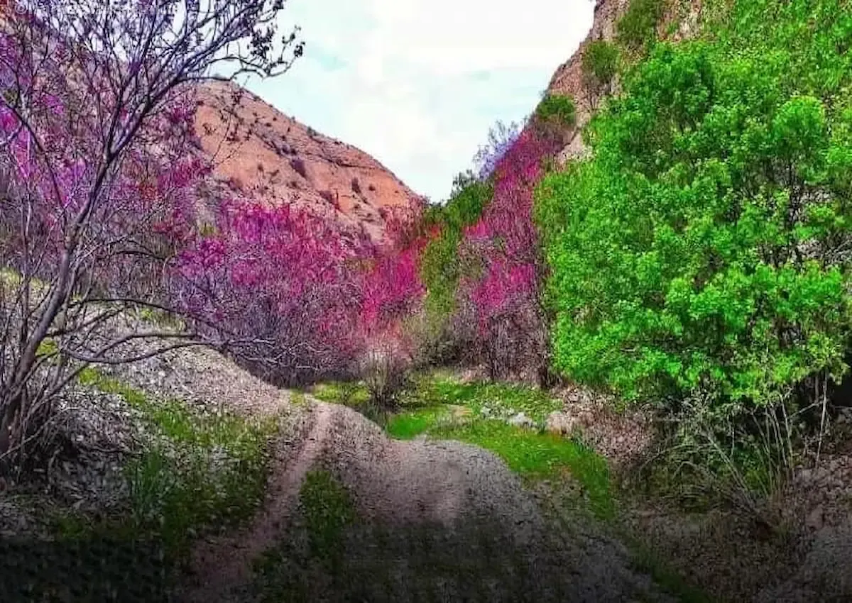 تنگه ارغوان ایلام، جواهری بنفش در قلب زاگرس