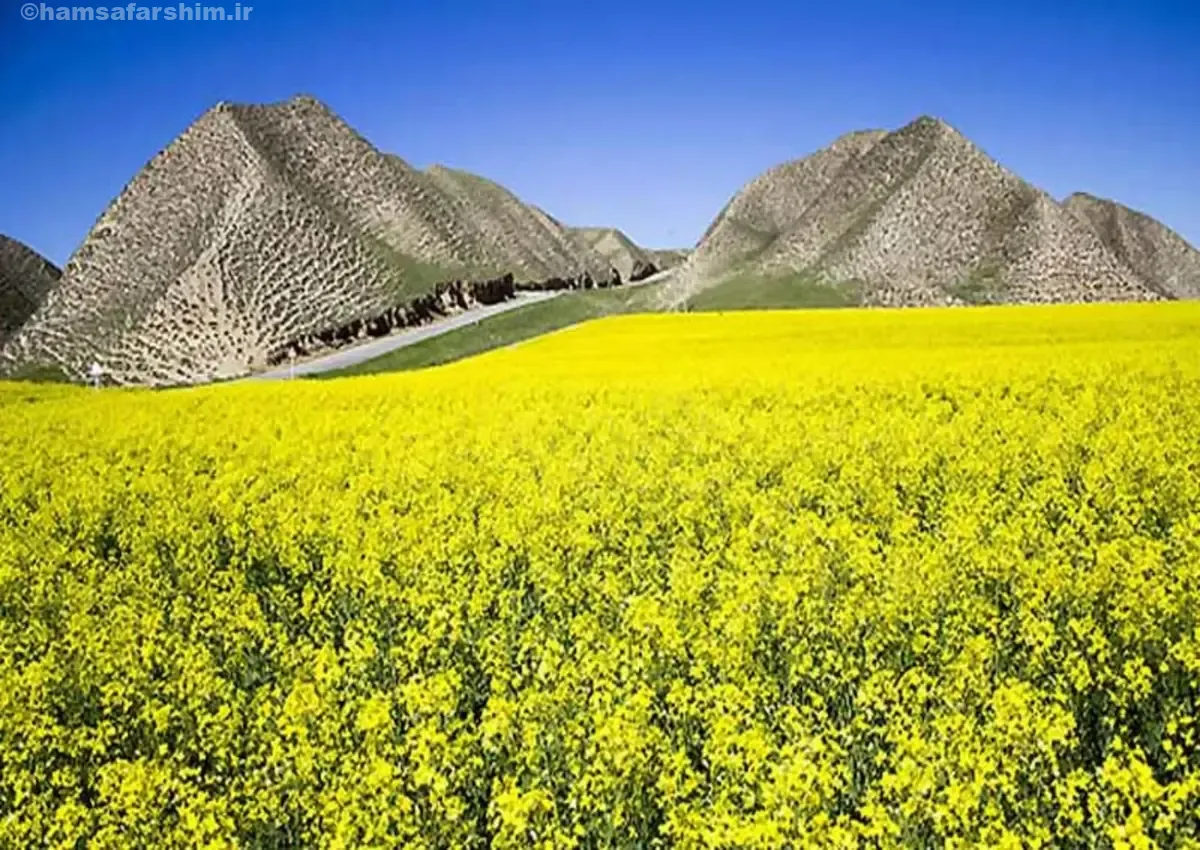 دشت مخملی ترکمن صحرا