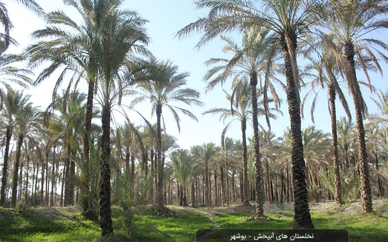 نخلستان های آبپخش بوشهر